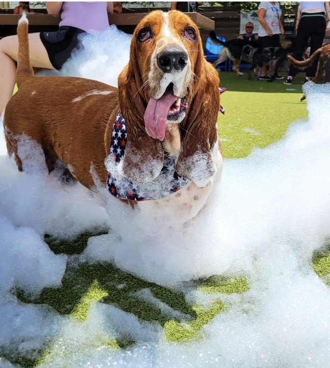 Doggie Foam Party